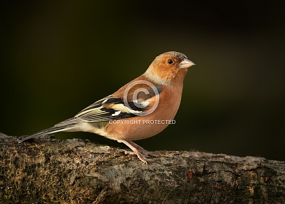 Male Chaffinch Male Chaffinch