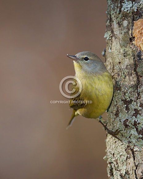 Orange-crowned Warbler