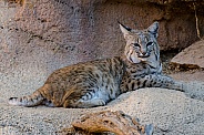 Bobcat