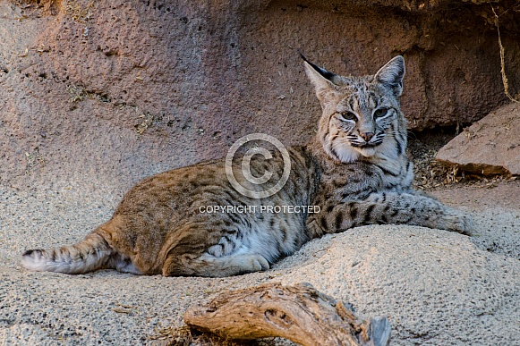 Bobcat Bobcat