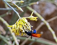 Tarantula Hawk
