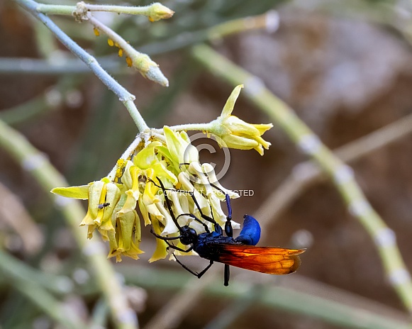 Tarantula Hawk