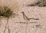 Roadrunner bird in the desert