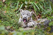 Cute snow leopard cub in vegetation