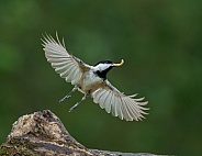 Carolina Chickadee