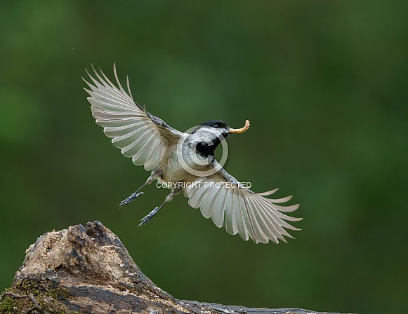 Carolina Chickadee Carolina Chickadee
