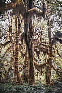 Hoh Rainforest (Olympic National Park, USA)