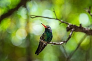 Broad Billed Hummingbird