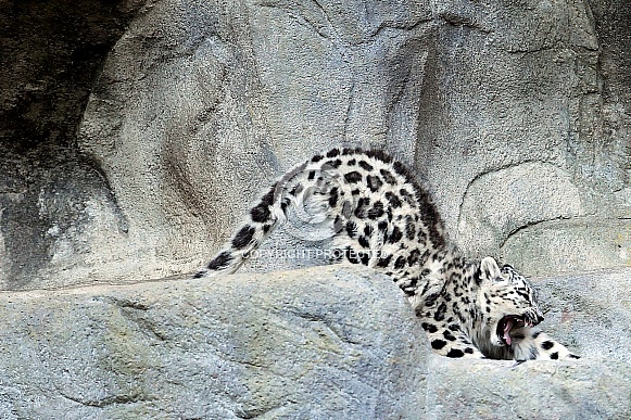 Snow Leopard