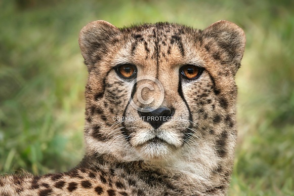 Cheetah Cheetah