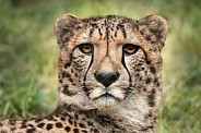 Cheetah