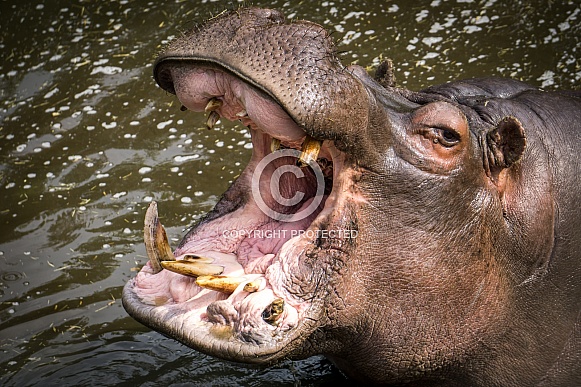 Hippopotamus Hippopotamus