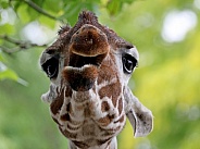 Reticulated giraffe (giraffa camelopardalis reticulata)