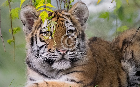 Amur Tiger