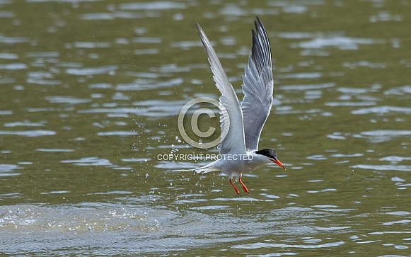 Common Tern Common Tern