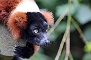 Red Vari lemur (Varecia rubra)