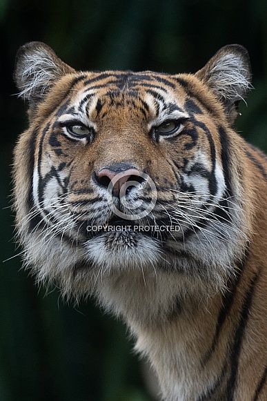 Sumatran Tiger. 
Indrah