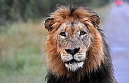 Male Lion stare