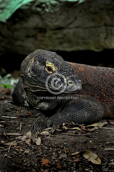 Komodo Dragon (Varanus komodoensis) Komodo Dragon (Varanus komodoensis)
