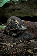 Komodo Dragon (Varanus komodoensis)