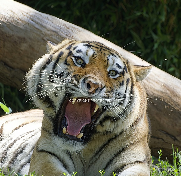 Bengal Tiger