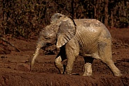 African Elephant