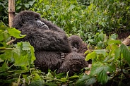 Wild mountain gorilla in the nature habitat