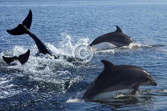 Bottlenosed Dolphin - Sandwich Bay - Namibia