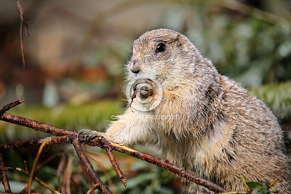 Black-tailed prairie dog (Cynomys ludovicianus) Black-tailed prairie dog (Cynomys ludovicianus)