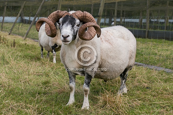 Swaledale Ram
