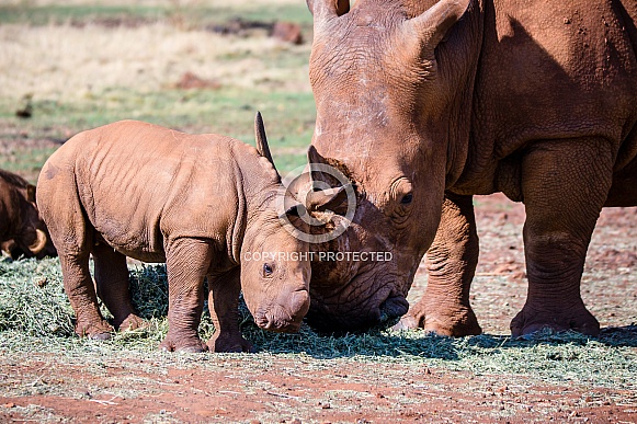 White Rhino mother and calf