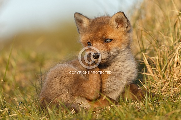 Red fox and cubs