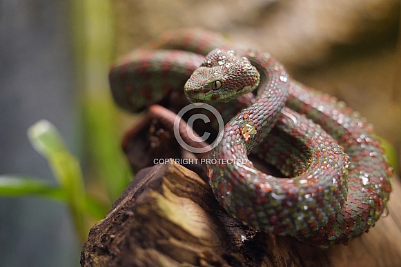 Beautiful pitviper