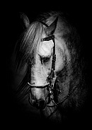 Andalusian Horse