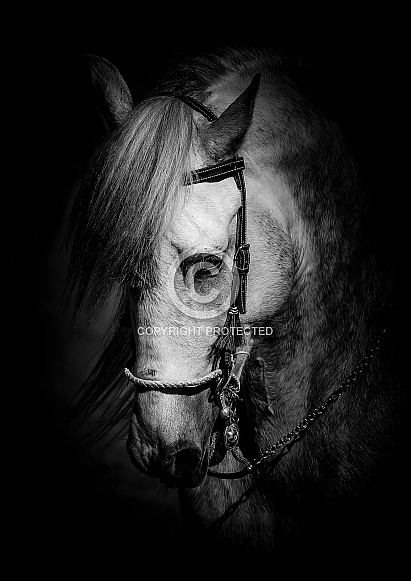 Andalusian Horse