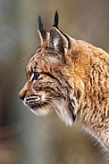 Lynx
