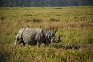 Indian rhino in the nature habitat