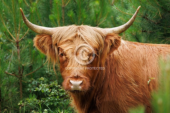 A beautiful Scottish Highlander in the green countryside.