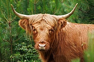 A beautiful Scottish Highlander in the green countryside.