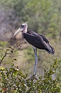 Marabou Stork - Zimbabwe