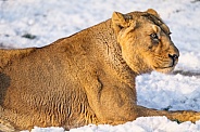 Lioness in snow