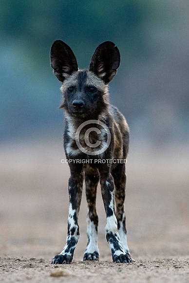 African Wild Dog African Wild Dog
