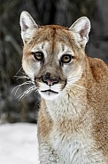 Cougar-Cougar Closeup