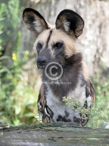 African Wild Dog African Wild Dog