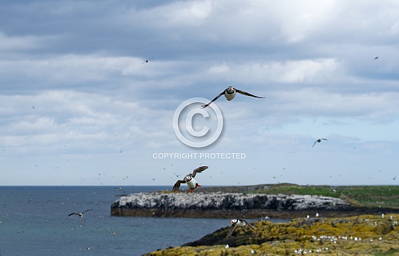 Puffin the birds from the arctic.