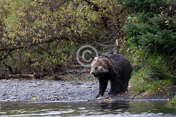 Female Kodiak bear shaking off water Female Kodiak bear shaking off water