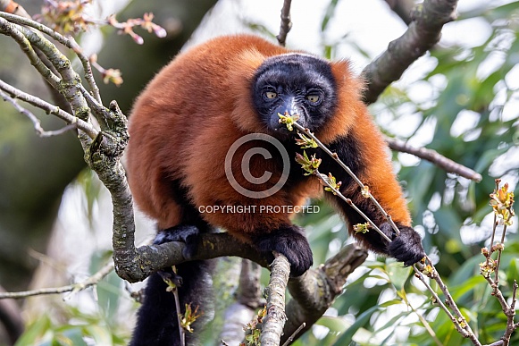 Red ruffed lemur (Varecia rubra) Red ruffed lemur (Varecia rubra)