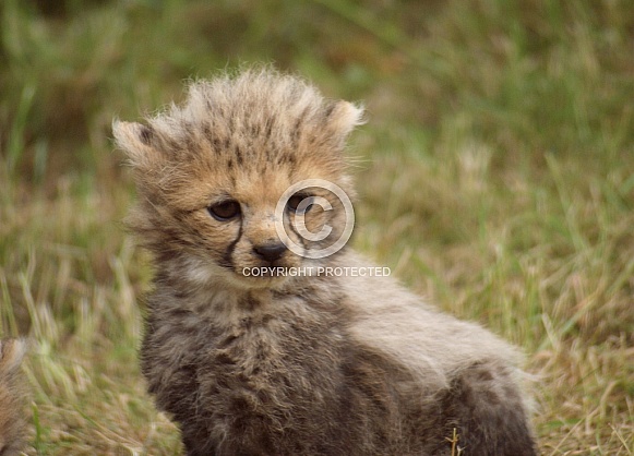 Cheetah Cubs