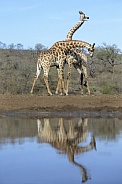 Giraffes necking