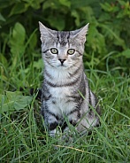 Cute Tabby Kitten In Grass